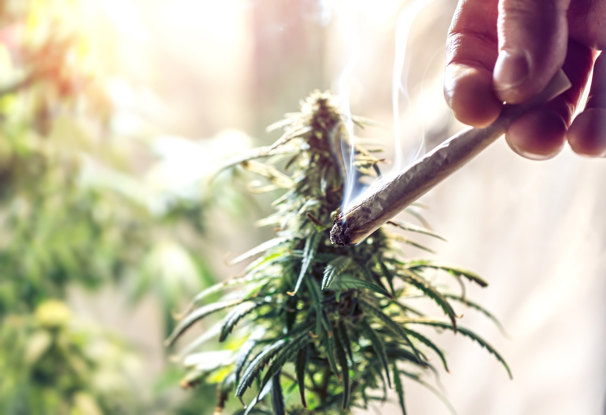 Hand holding Marijuana joint against cannabis plant