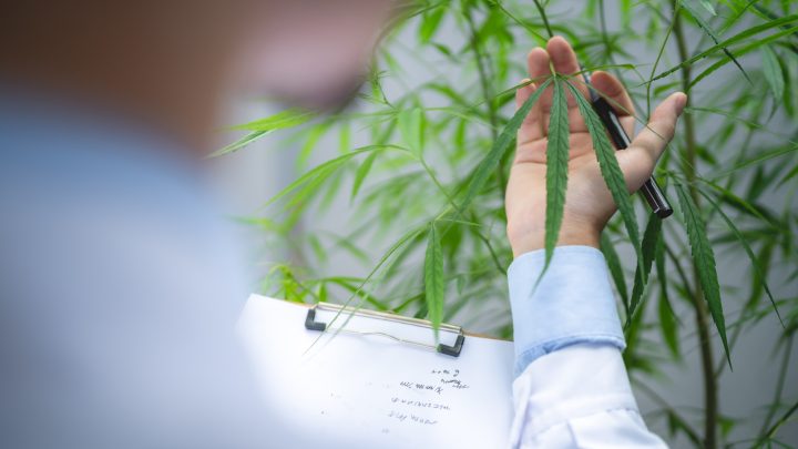 scientist checking on organic cannabis hemp plants in a weed greenhouse