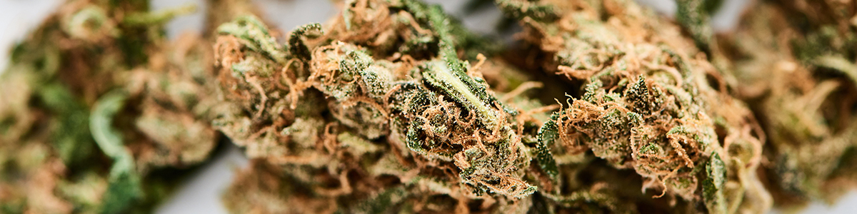 Making Medical Cannabis